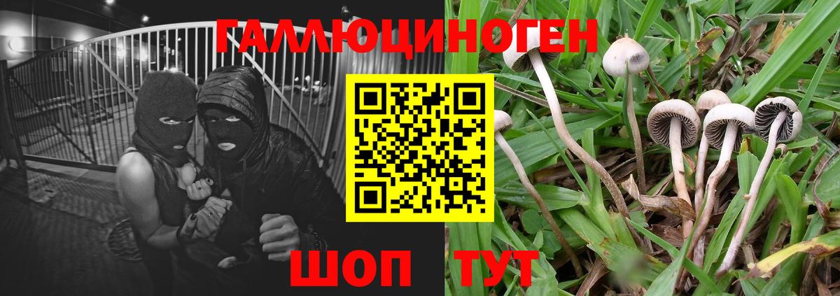 Галлюциногенные грибы Psilocybine cubensis  Вход с VPN  Сунжа  Псилоцибиновые грибы прущие грибы 